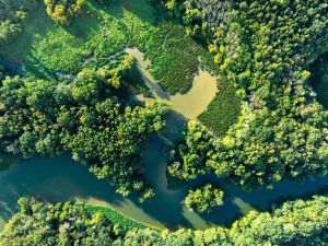 Biodiversity at a standstill: UN warns humanity is not on track